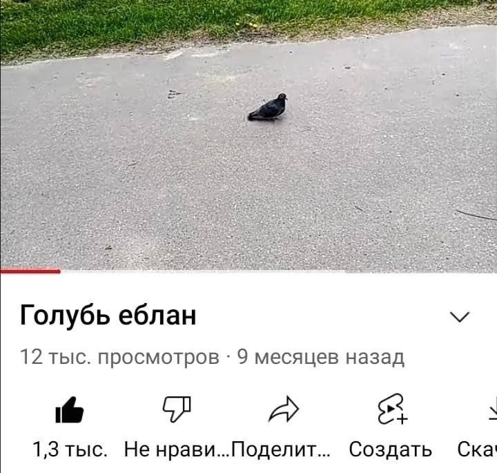 Голубь еблан 12 тыс. просмотров 9 месяцев назад i@ A 1,3 тыс. Не нрави...Поделит... Создать Ска