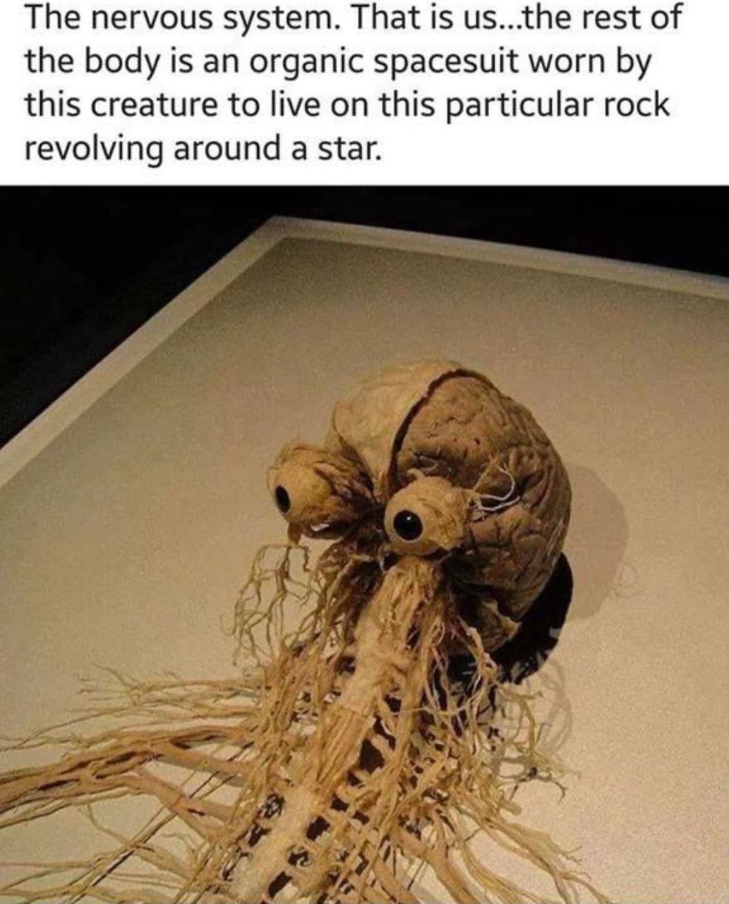 The nervous system. That is us...the rest of the body is an organic spacesuit worn this creature to live on this particular rock revolving around a star.