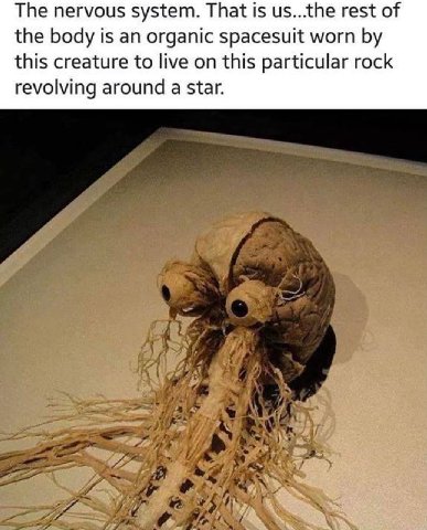 The nervous system. That is us...the rest of the body is an organic spacesuit worn this creature to live on this particular rock revolving around a star.