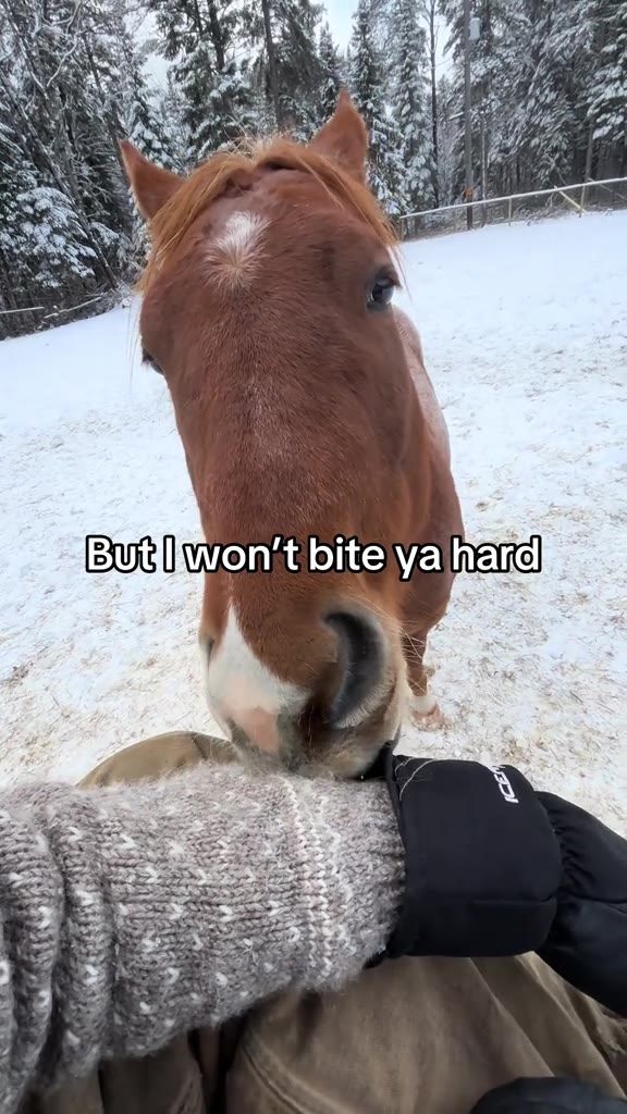 Butliwon't bite yalhare