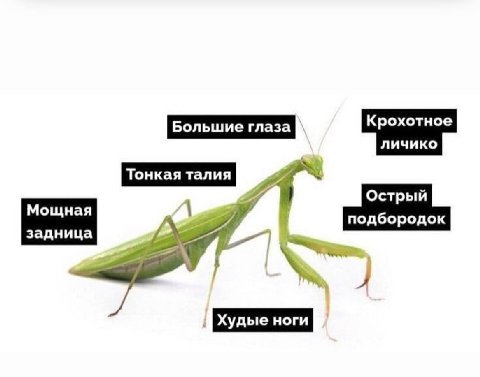 личико Острый задница