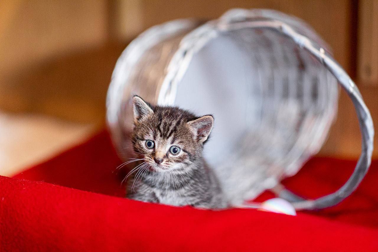 привет, чат!
одмен завтра поедет в приют @pechatniki_pets навестить хвостиков, мне уже скинули огромный список того что им необходимо (см коменты).
в честь этого открываю мини-сбор деняк https://www.t