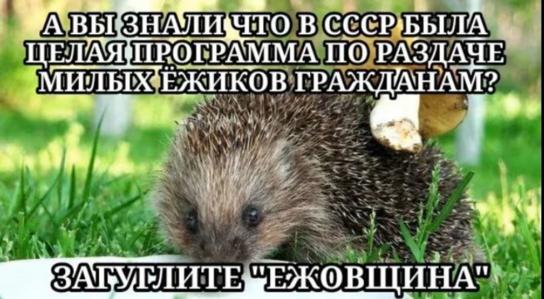 ВЫ 1TO ЕЛАЯ ПРОГРАММА ПО РАЗДАЧЕ ‘МИЛ НИ ЫХЕЖИКО В ГРАЖДАНАМ: 2 a. А я
