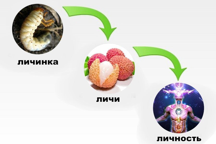 2 личинка личи IN 1 личность