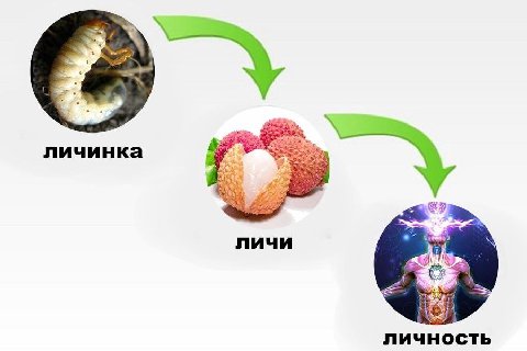 2 личинка личи IN 1 личность