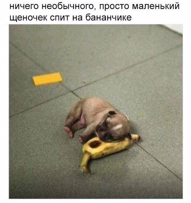 ничего необычного, просто маленький щеночек спит на бананчике
