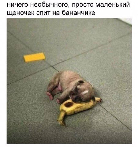 ничего необычного, просто маленький щеночек спит на бананчике