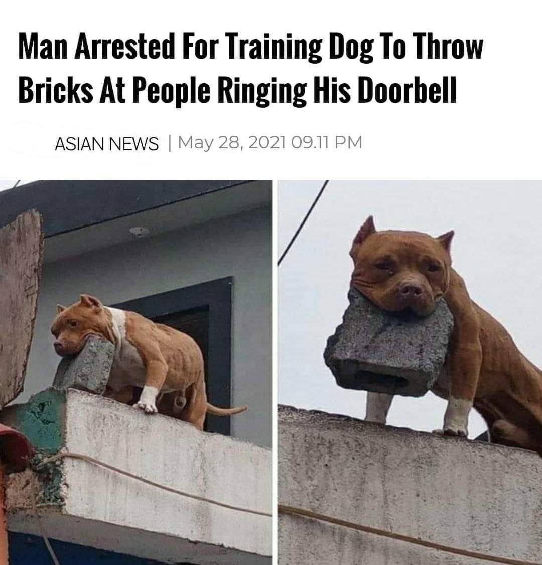 Man Arrested For Training Dog To Throw Bricks At People Ringing His Doorbell ASIAN NEWS May 28, 2021 09.11
