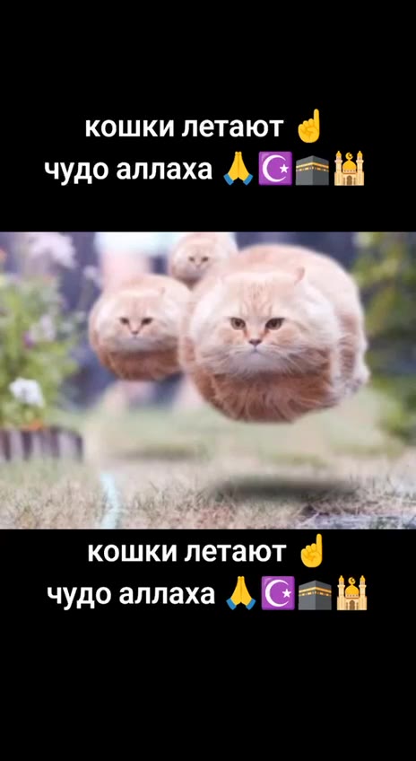 кошки летают @ чудо аллаха А @ ==