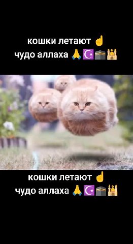 кошки летают @ чудо аллаха А @ ==