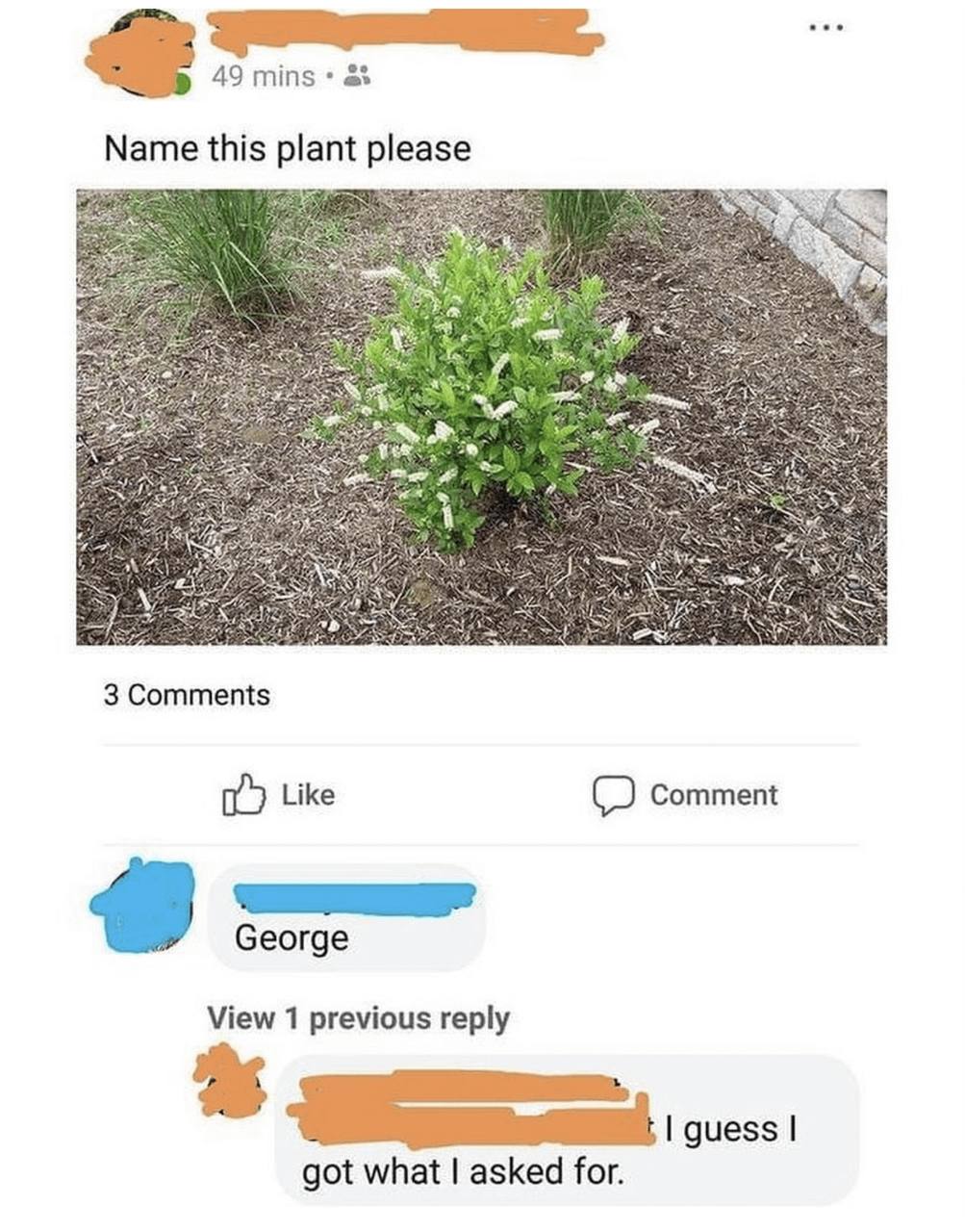 49 mins Name this plant please 3 Comments Like 3 George View 1 previous reply guess got what asked for.