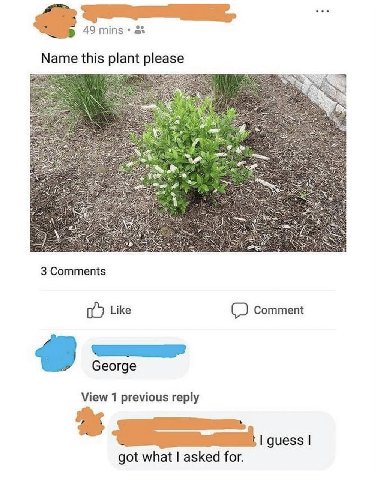 49 mins Name this plant please 3 Comments Like 3 George View 1 previous reply guess got what asked for.