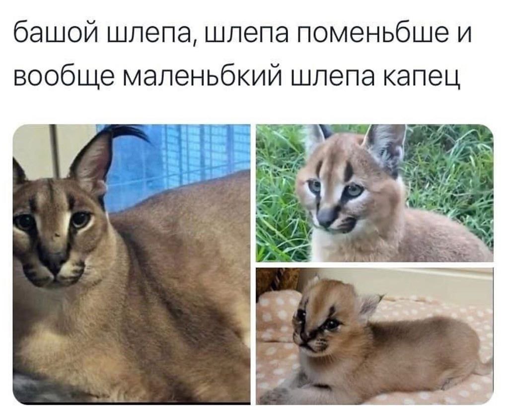 башой шлепа, шлепа поменьбше и вообще маленьбкий шлепа капец Joye