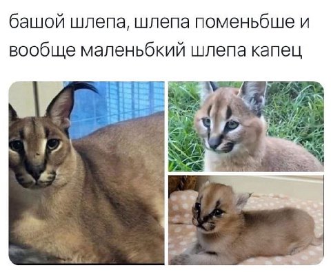 башой шлепа, шлепа поменьбше и вообще маленьбкий шлепа капец Joye