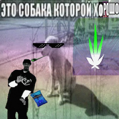 ОСОБАНА КОТОРОЯ у