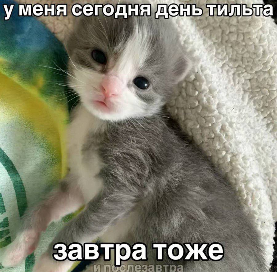 у меня сегодня`день тильта he завтратоже