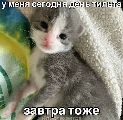 у меня сегодня`день тильта he завтратоже