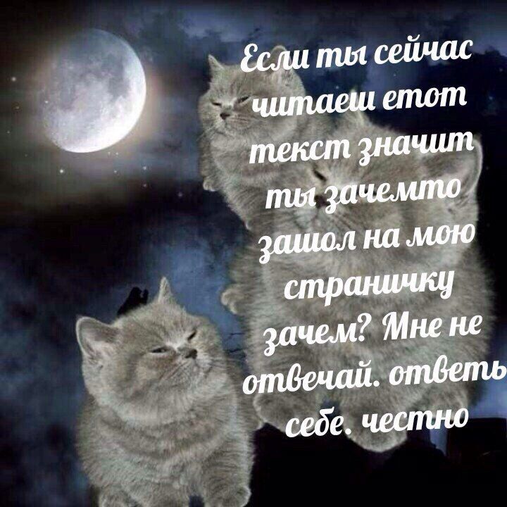 ты сейчас цчитаеш етот текст значит mot зачемто зашол на мою зачем? Ине не отвечай. себе. честно