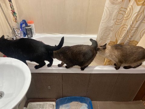 Котиковая многоножка