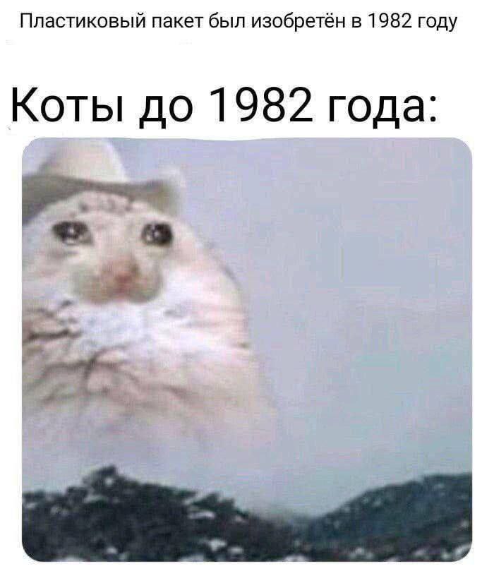 Пластиковый пакет был изобретён в 1982 году Коты до 1982 года: