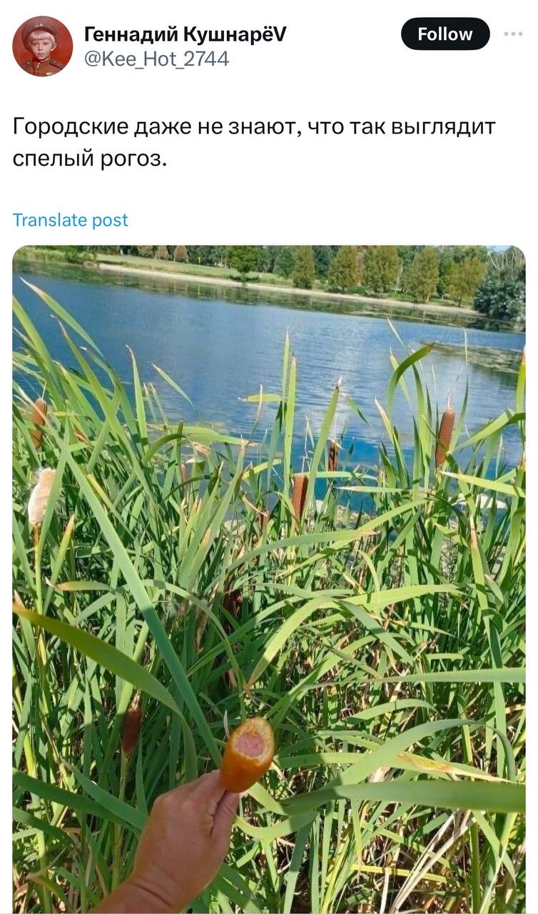 Геннадий @Kee 2744 Городские даже не знают, что так выглядит спелый рогоз. Translate post ANS =a) У я. У Mog a aN К, gee A Я Ved 4 aed И 7 Я A