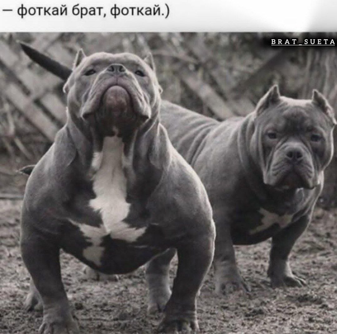 фоткай брат, фоткай.) BRAT_SUETA