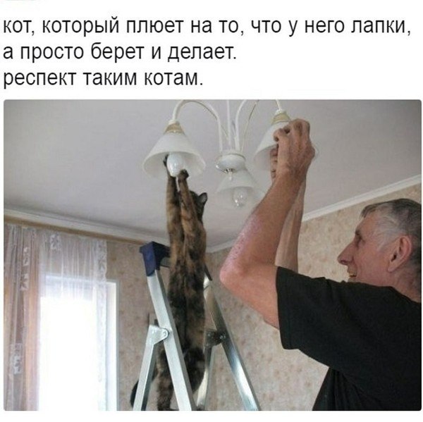 кот, который плюет на то, что у него лапки, а просто берет и делает. респект таким котам. А