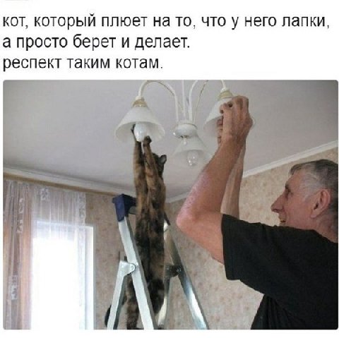 кот, который плюет на то, что у него лапки, а просто берет и делает. респект таким котам. А