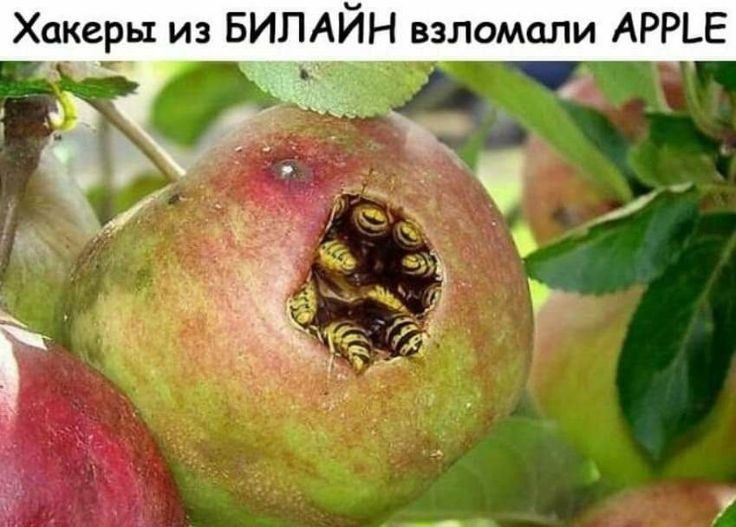 Хакеры из БИЛАЙН взломали APPLE
