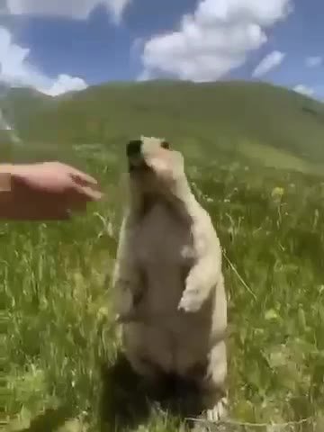 мем