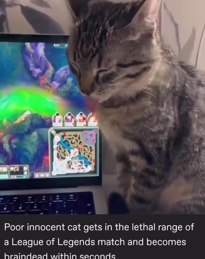 Poor innocent cat gets in the lethal range of a League of Legends match and becomes hraindead within caconde