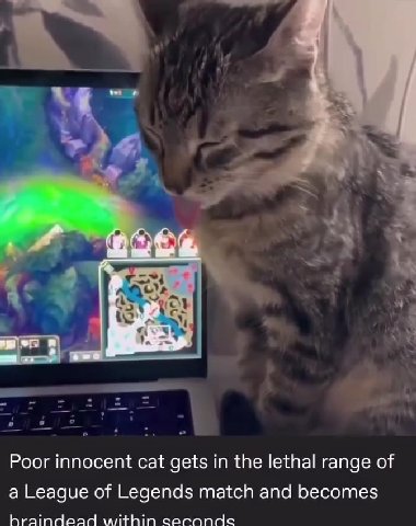 Poor innocent cat gets in the lethal range of a League of Legends match and becomes hraindead within caconde