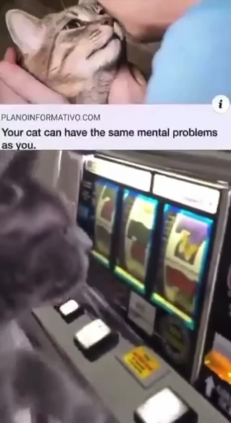 Your cat can have the same mental problems