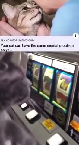 Your cat can have the same mental problems