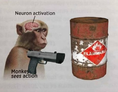 Neuron activation sees actic