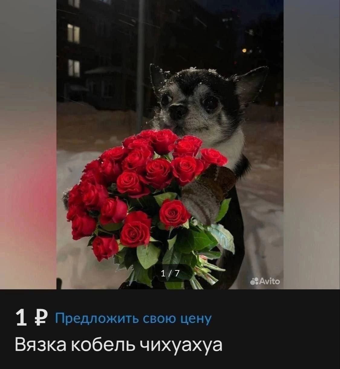 и у 1 Предложить свою цену Вязка кобель чихуахуа