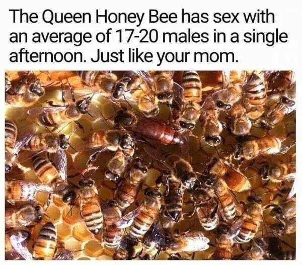 The Queen Honey Bee has sex with an average of 17-20 males ina single afternoon. Just like your mom. 7 к TOS, У
