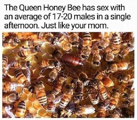 The Queen Honey Bee has sex with an average of 17-20 males ina single afternoon. Just like your mom. 7 к TOS, У