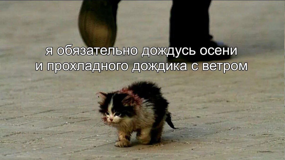 я обязательно дождусь осени и прохладного дождика с ветром