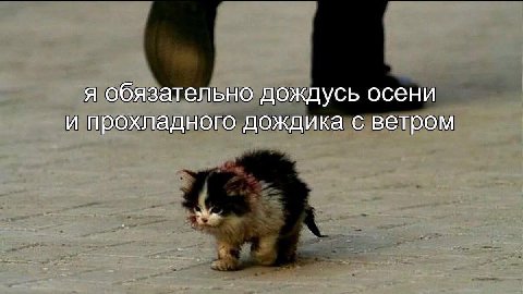 я обязательно дождусь осени и прохладного дождика с ветром