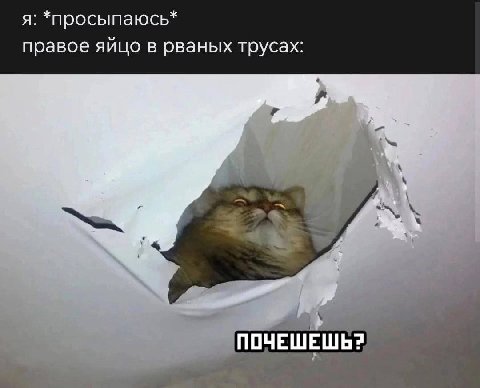 я: *просыпаюсь* правое яйцо в рваных трусах: ПОЧЕШЕШЬ?