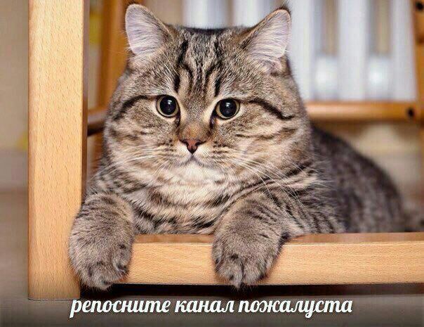 a A an a репосните канал пожалуста
