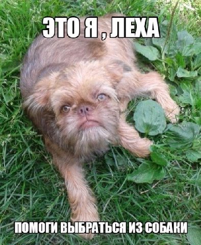 это я леха помоги выбраться из собаки