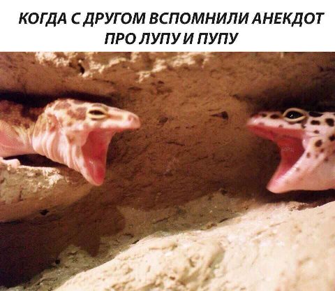 КОГДА С ДРУГОМ ВСПОМНИЛИ АНЕКДОТ ПРО ЛУПУ И ПУПУ we