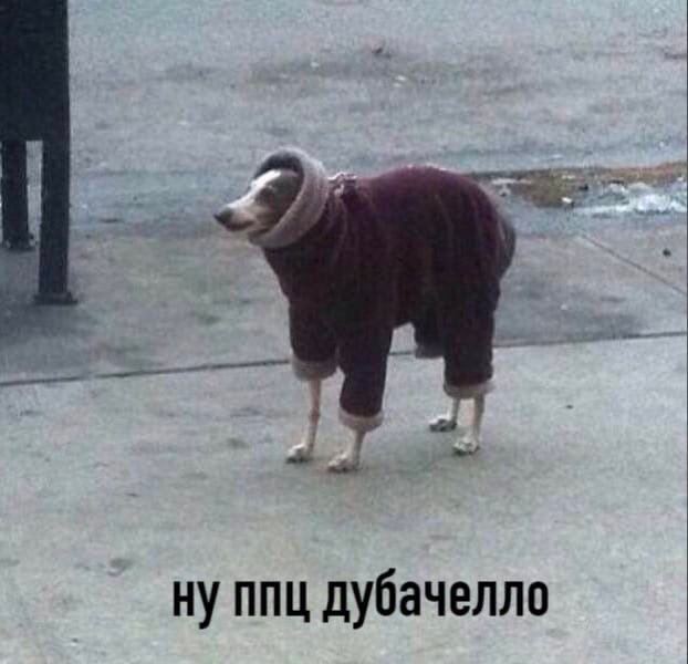 ППЦ дубачелло