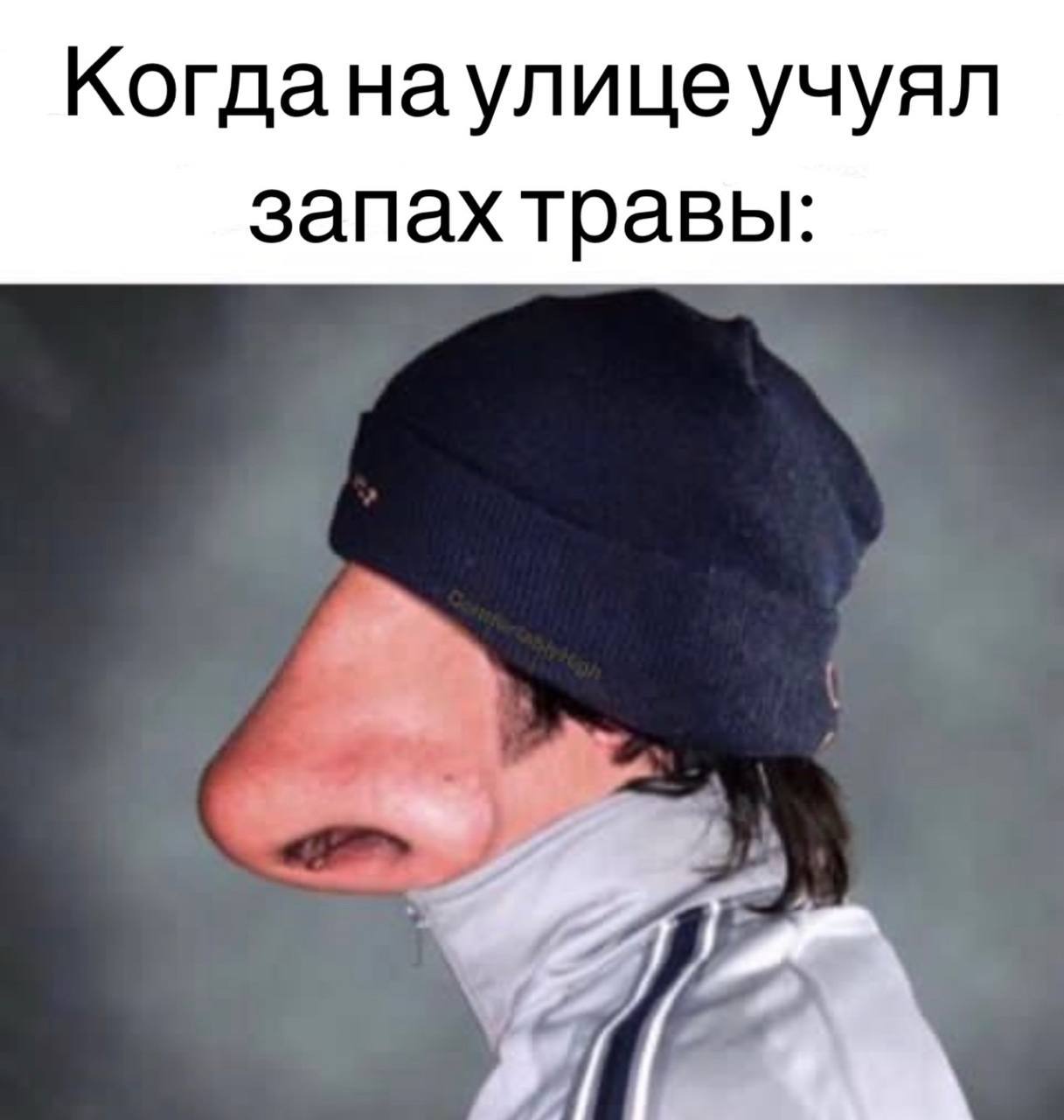 Когданаулицеучуял запах травы: