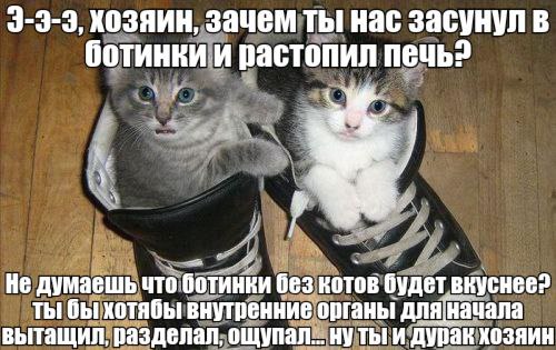 ХОЗЯИН, Зачем ты нас засунул в ботинки и растопил печь? 4 Не думаешь что ботинки без котов будет вкуснее? ты бы хотябы внутренние органы для|Начала вытащил, разделал, ощупал... дурак хозяин