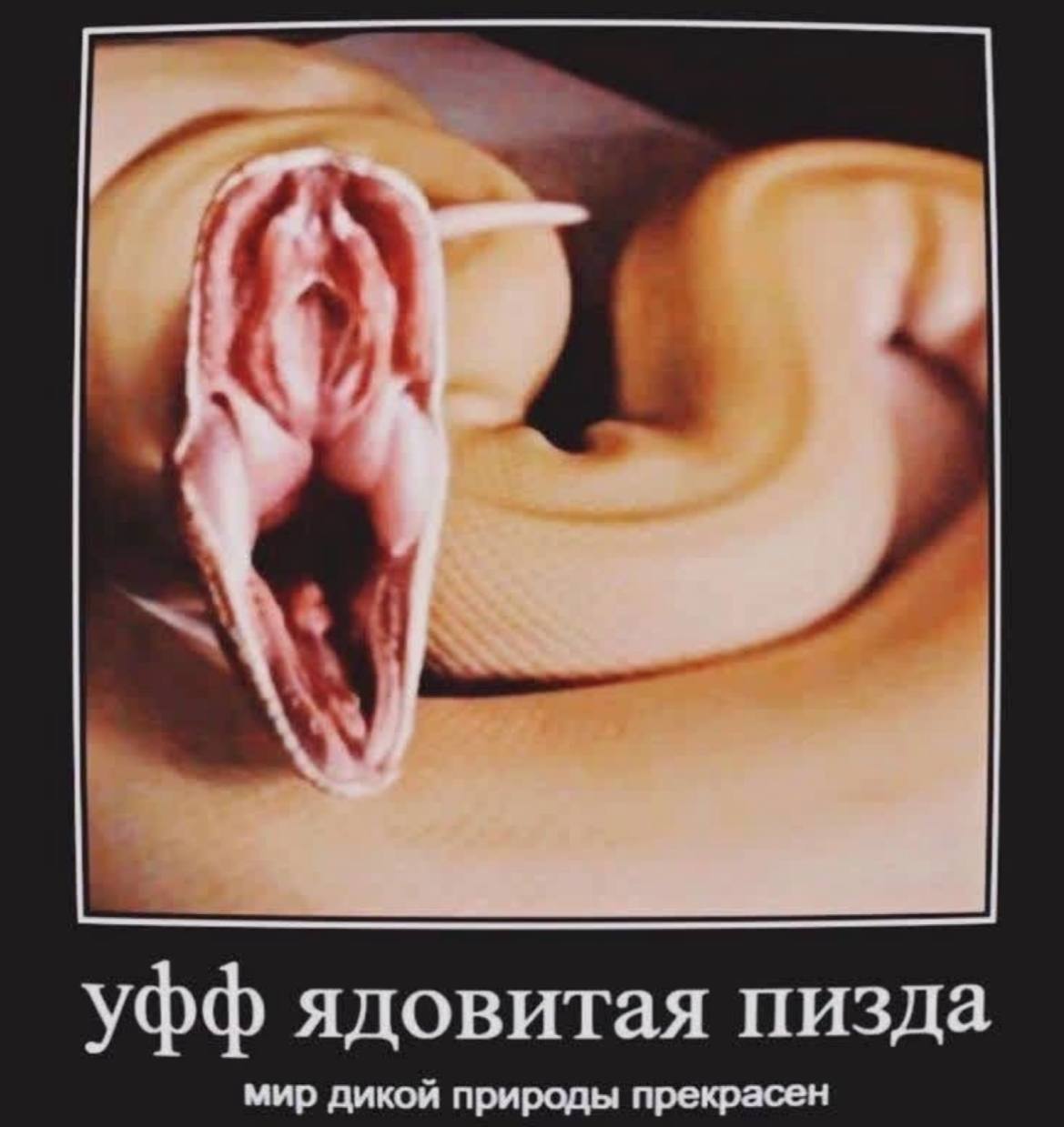 Уфф ядовитая пизда мир дикой природы прекрасен