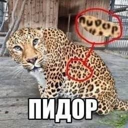 a -4 bea ПИДОР