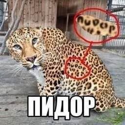 a -4 bea ПИДОР